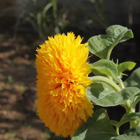 Mrljane 8464a Appartement *