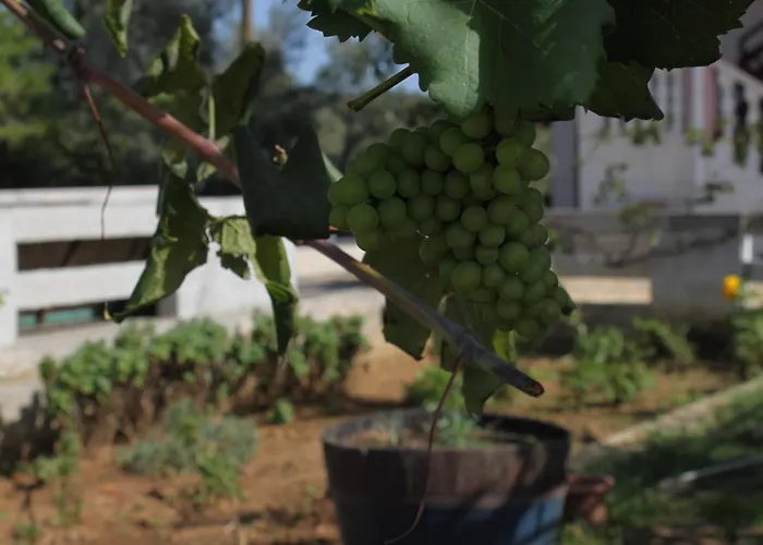 Mrljane 8464a Nevidane