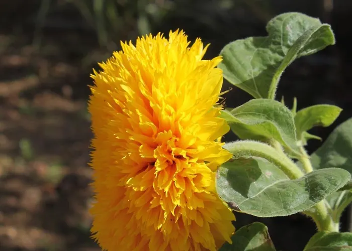 Mrljane 8464a Апартаменты *